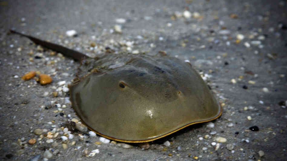 A horseshoe crab. A horseshoe crab.