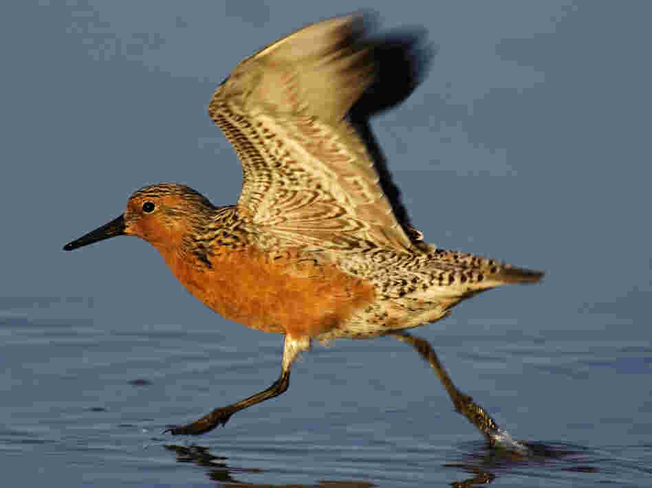 Red Knot movie