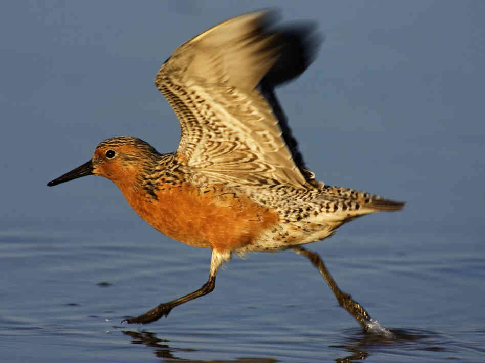 Red Knot Red Knot