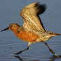 Red Knot Red Knot