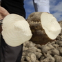Sugar beet