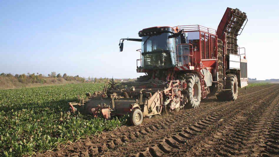 Sugar beet harvester in a field Sugar beet harvester in a field