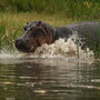 A hippopotamus wades into the waters of the Nile in Uganda.
