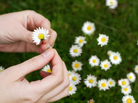 Hands picking flowers. iStockphoto.com Hands picking flowers. iStockphoto.com