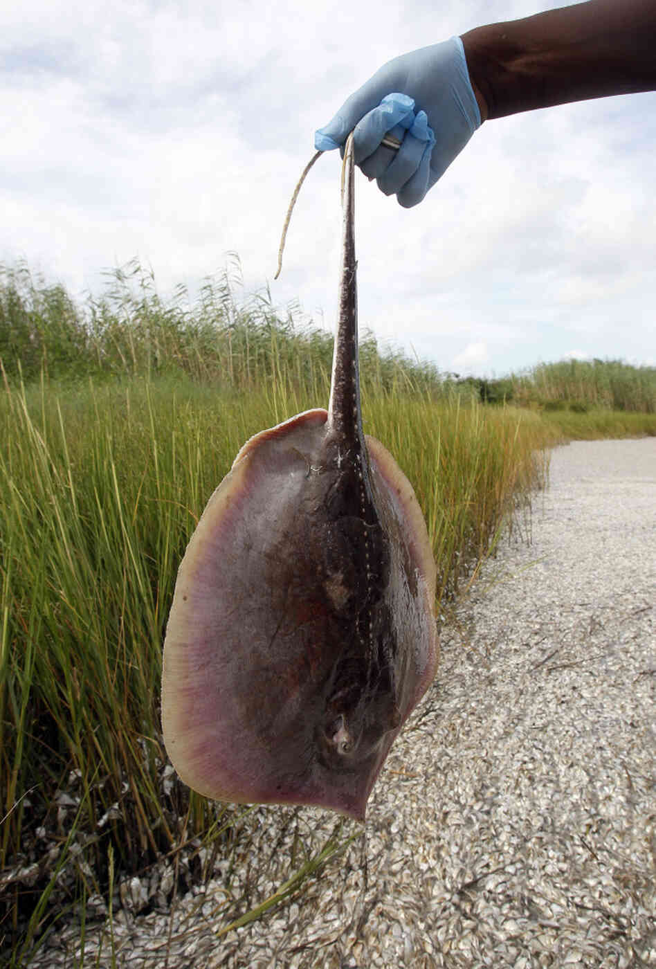 A dead stingray is found floating in a fish kill in a pass near Bay Joe Wise on the Louisiana coast, A dead stingray is found floating in a fish kill in a pass near Bay Joe Wise on the Louisiana coast,