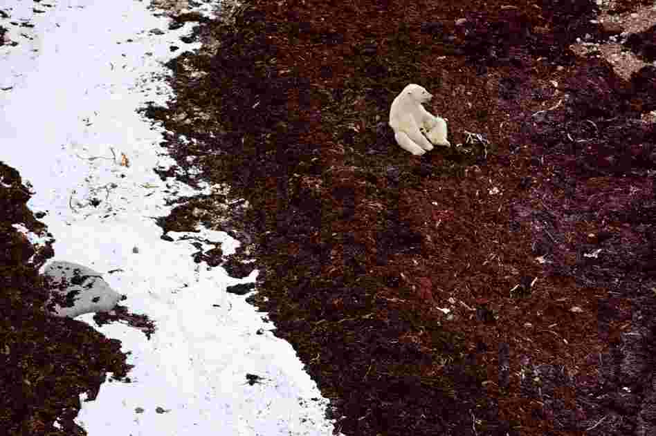 A polar bear pauses on a bed of kelp on Cape Churchill in Manitoba, Canada.