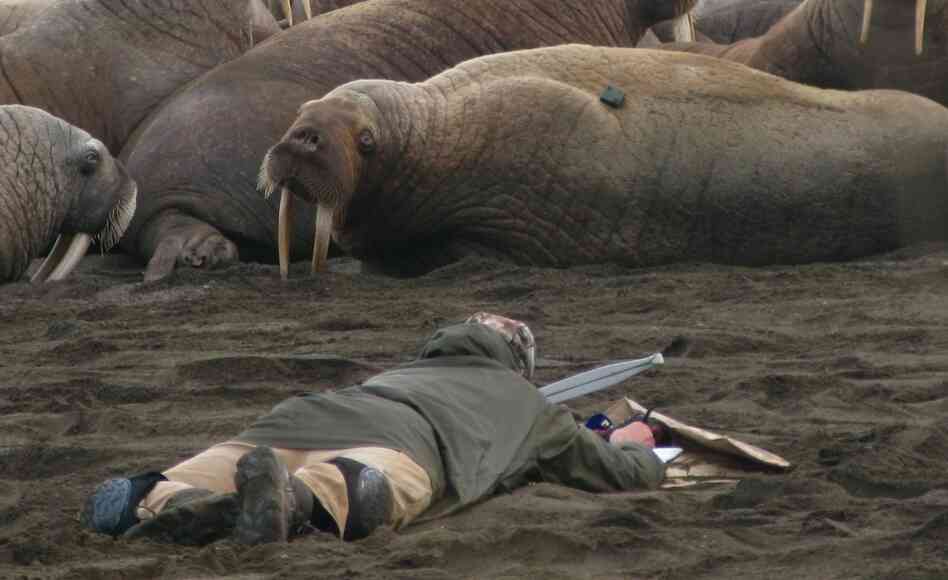 Wildlife biologist Tony Fischbach observes a tagged walrus near Point Lay, Alaska Wildlife biologist Tony Fischbach observes a tagged walrus near Point Lay, Alaska