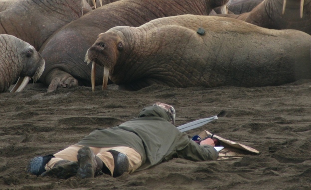 Wildlife biologist Tony Fischbach observes a tagged walrus near Point Lay, Alaska