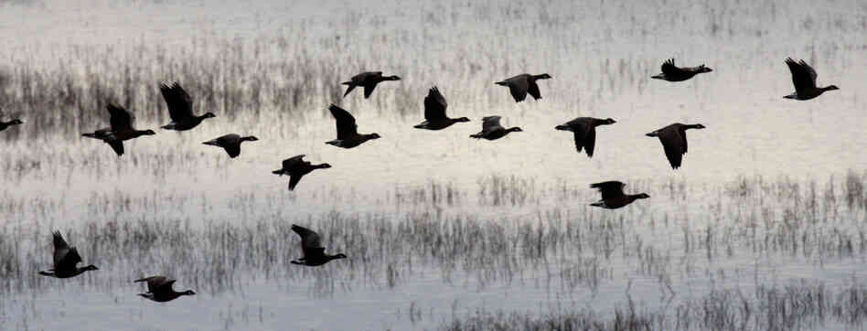 Geese take off from the wetlands of Baskett Slough National Wildlife Refuge outside of Salem, Ore., 