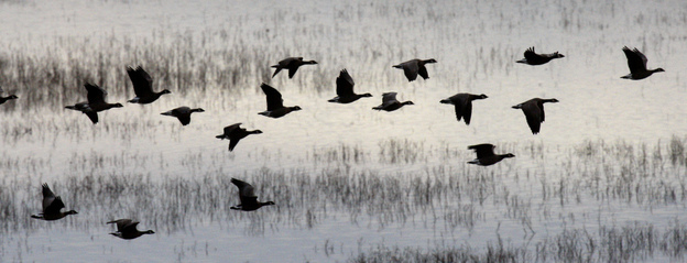 Geese take off from the wetlands of Baskett Slough National Wildlife Refuge outside of Salem, Ore., 
