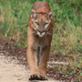 A male Florida panther walks down Jane's Scenic Drive in Fakahatchee Strand Preserve State Park. A male Florida panther walks down Jane's Scenic Drive in Fakahatchee Strand Preserve State Park.