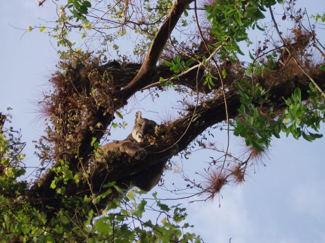 A male Florida panther in his perch in an oak tree.
