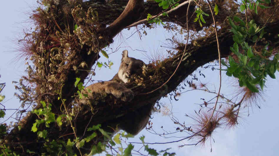 A male Florida panther in his perch in an oak tree.