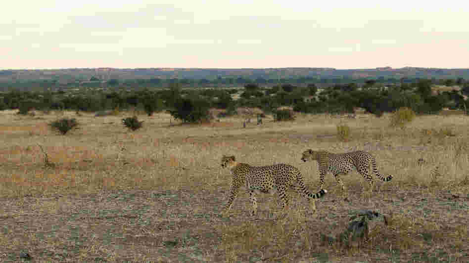 Cheetahs walk across a savannah at the Mashatu game reserve in Botswana. Cheetahs walk across a savannah at the Mashatu game reserve in Botswana.
