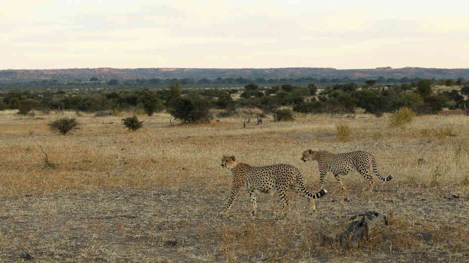 Cheetahs walk across a savannah at the Mashatu game reserve in Botswana. Cheetahs walk across a savannah at the Mashatu game reserve in Botswana.