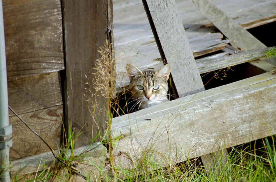 A cat peeks out from beneath a porch. A cat peeks out from beneath a porch.