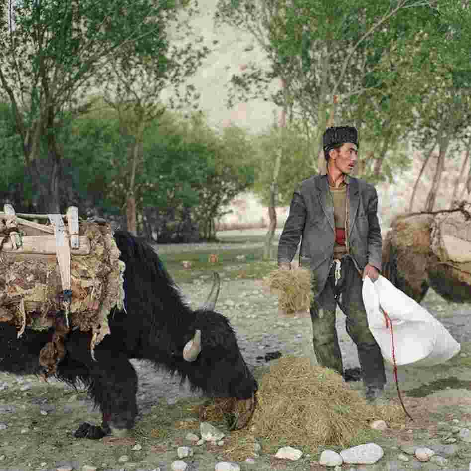 A Kyrgyz trader feeds his yaks in the village of Ghaz Khan in the Wakhan Corridor. He traveled down from the Pamir Mountains with men from his tribe to trade livestock for supplies when the spring snow melting made the trip possible.