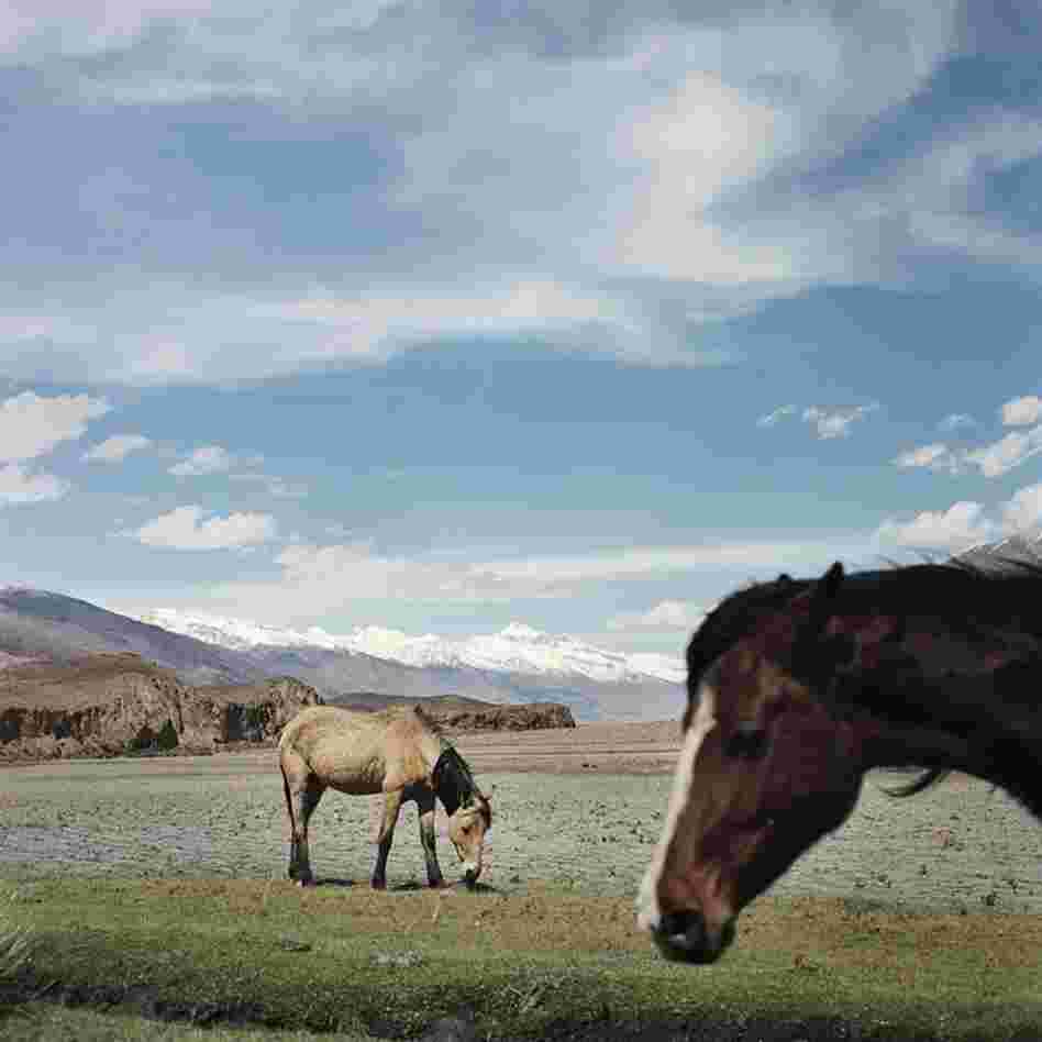 Horses graze in the Wakhan Corridor as grass begins to grow after the long winter. For much of the year, the snow is so deep that travel between villages is impossible.