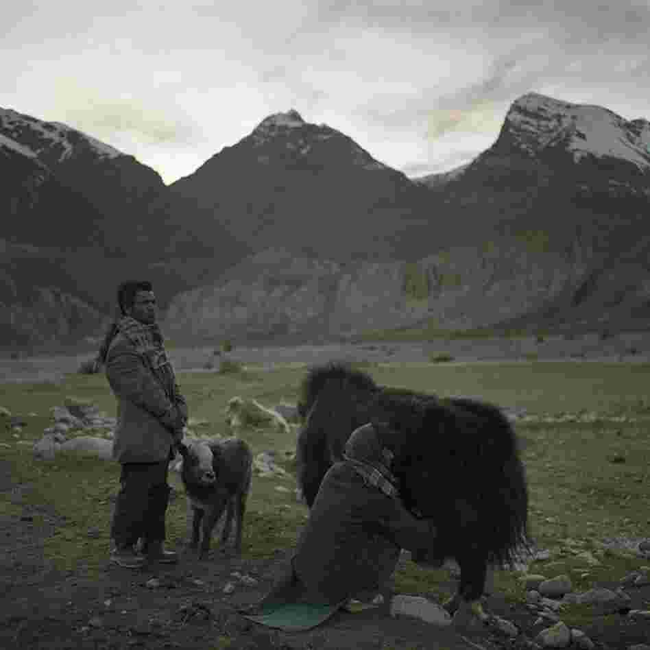A Wakhi shepherd in the Wakhan Corridor holds a baby yak away from its mother so that she can be milked. The shepherds live in the mountains during the spring and summer with their herds, living off of milk and bread.