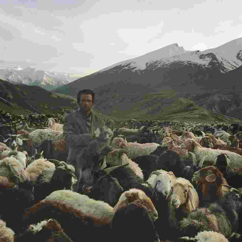 A Wakhi shepherd grabs a baby goat from its mother in a sheep and goat pen in the Pamir Mountains. The babies and mothers are kept separate to increase the amount of milk that the shepherds can get from the animals, as milk is the shepherds' main source of nutrition.
