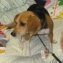 Dixie searches for bedbugs at a private school near Baltimore with the help of her handler Blaine Lessard.
