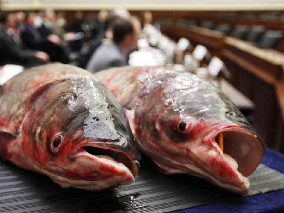 Asian carp Asian carp