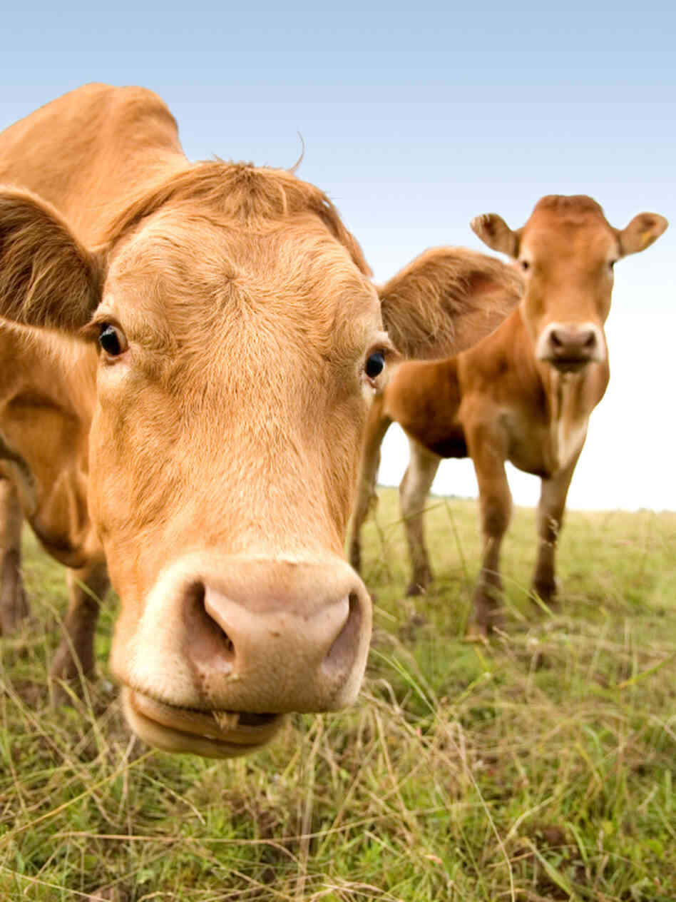 Cows stare at a camera Cows stare at a camera