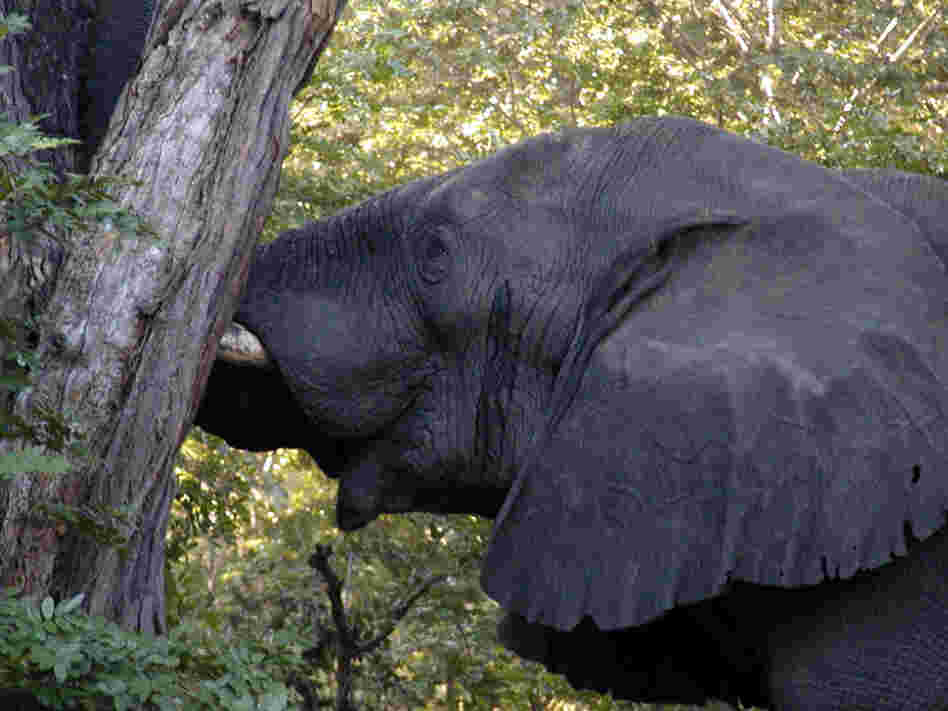 A bull elephant in Zimbabwe's Hwange National Park