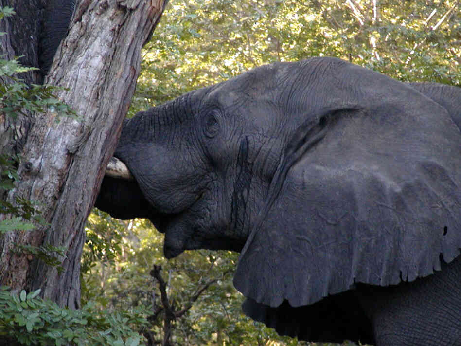 A bull elephant in Zimbabwe's Hwange National Park