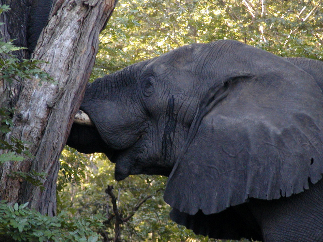 A bull elephant in Zimbabwe's Hwange National Park