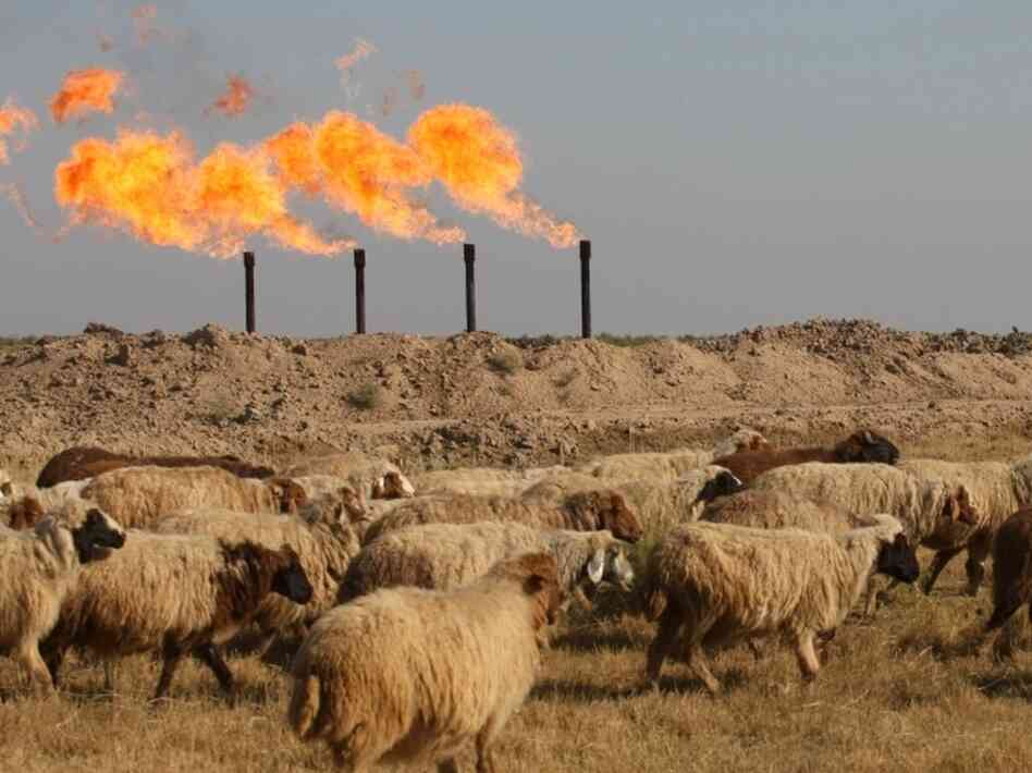Sheep graze outside an oil field in Iraq Sheep graze outside an oil field in Iraq