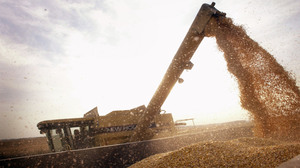 Genetically modified corn, harvested here, helps nearby farmers who planted conventional varieties. The engineered crops keeps damaging insects away from surrounding fields as well as their own.