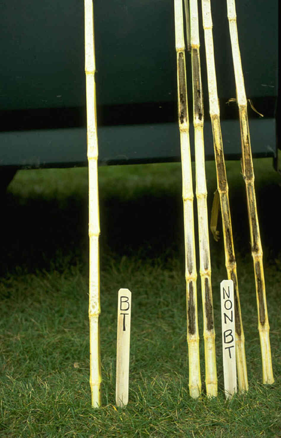 Bt corn stalks and non-Bt corn stalks with feeding damage Bt corn stalks and non-Bt corn stalks with feeding damage