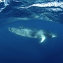Dwarf minke whale in Australia Dwarf minke whale in Australia