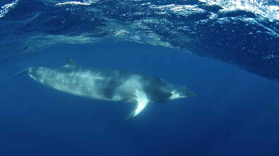 Dwarf minke whale in Australia Dwarf minke whale in Australia