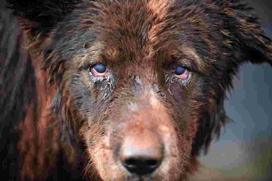 A dog is covered with mud in Devecser on Oct. 5 after the village was flooded.  