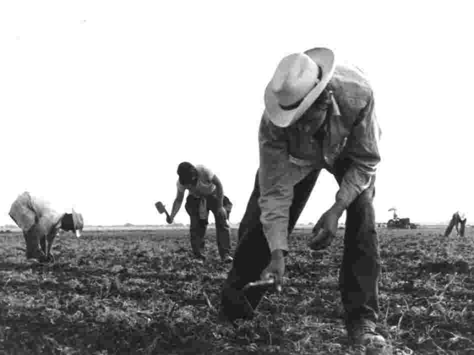 The short-handled hoe, used by workers in the field, was a tool that came to symbolize the exploitation that farm workers suffered for decades. Migrant workers had no representation, so Chavez decided to first organize a worker's organization. 