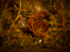 Dead rose. iStockphoto.com Dead rose. iStockphoto.com