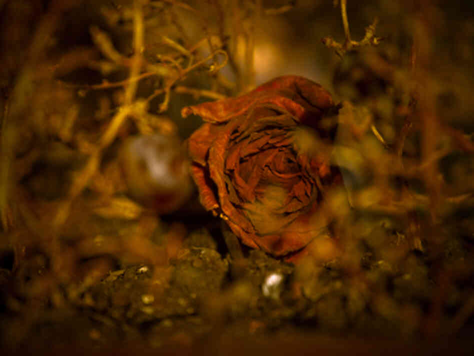 Dead rose. iStockphoto.com Dead rose. iStockphoto.com