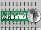 Screen grab from an ad a conservative group ran accusing a Democrat of supporting studying ants. Screen grab from an ad a conservative group ran accusing a Democrat of supporting studying ants.