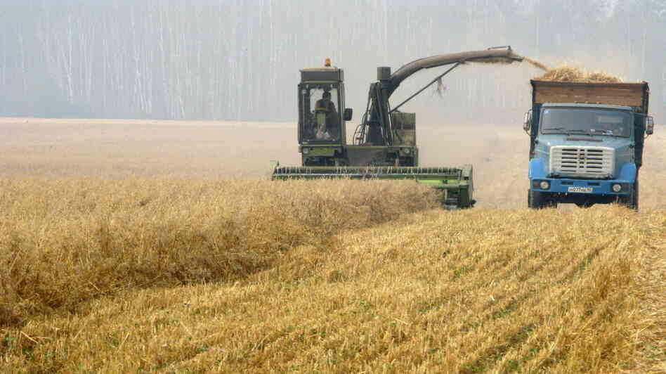 A combine harvests a field outside Moscow. A combine harvests a field outside Moscow.