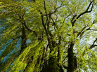 A weeping willow. Paul Giamou/iStockphoto.com A weeping willow. Paul Giamou/iStockphoto.com