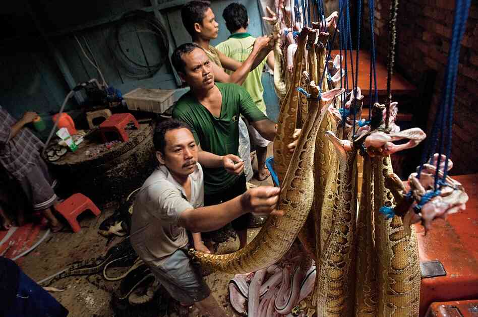 Every day, workers in Sumatra slaughter and skin hundreds of reptiles brought to them by trappers. The dried skins are sold to the international leather-goods industry, to be made into luxury and fashion items such as wallets, belts and boots.