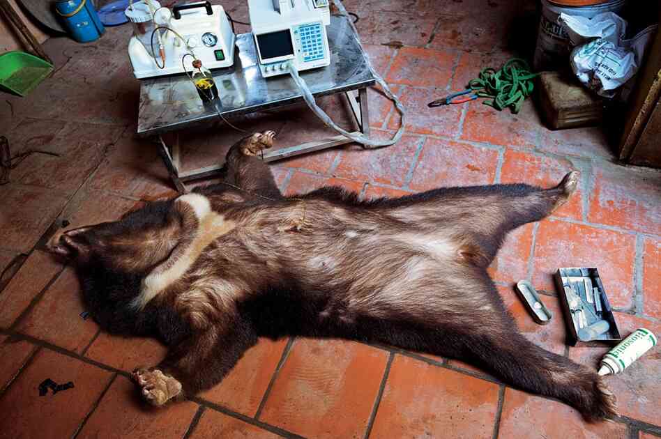 Bear bile is a highly valued medicine in China, used as a remedy for impotence, liver disease and hangovers. Near Hanoi, Vietnam, a sedated Asiatic bear is kept for this purpose of being illegally pumped for bile.