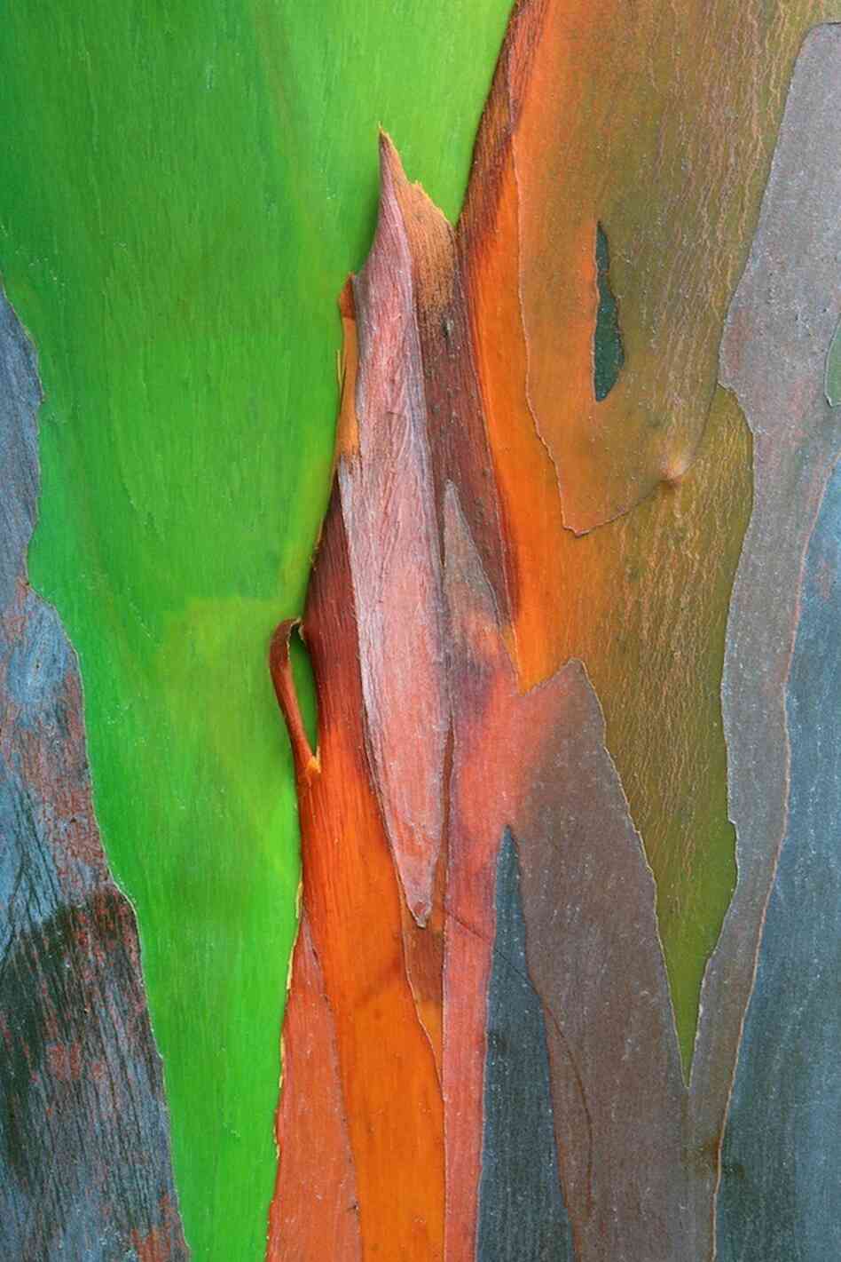 The Mindanoan gum (or rainbow eucalyptus), located in the Philippines The Mindanoan gum (or rainbow eucalyptus), located in the Philippines