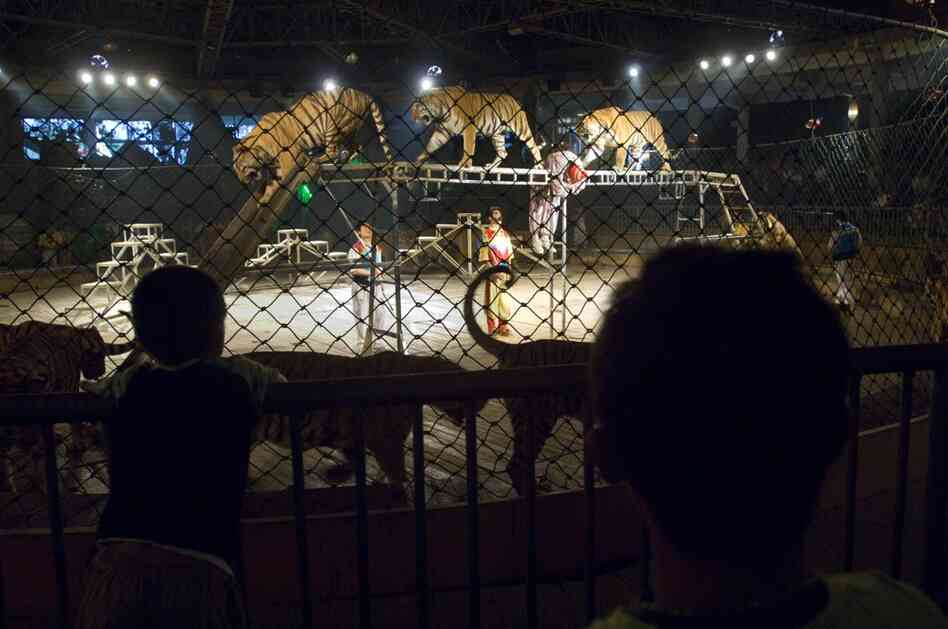 Every day, animals at the Xiongsen Bear and Tiger Park in China perform in circus-style shows. The park, which owns more than 400 bears and 1,300 tigers, claims to be working for conservation by keeping them safe in captivity. DNA tests on food from the park restaurant subsequently revealed that it was illegally serving tiger meat.