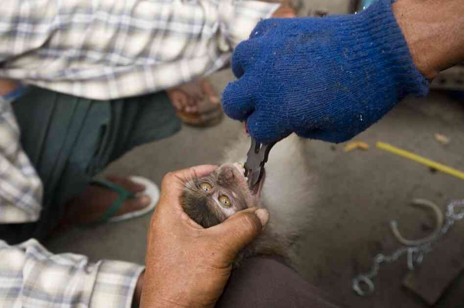 Wild-caught animals such as this young long-tailed macaque are illegally sold as pets at the Jatinegara Bird and Pet Market in Jakarta, West Java. To stop them from biting their owners, macaques have their teeth blunted.