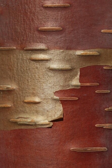 There are dozens of birch species, all which originate in the northern hemisphere. Its sap is collected and drunk as a tonic in northern Europe and Russia. It is also used in syrup, beer and wintergreen-flavored candy. There are dozens of birch species, all which originate in the northern hemisphere. Its sap is collected and drunk as a tonic in northern Europe and Russia. It is also used in syrup, beer and wintergreen-flavored candy.