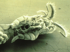 A closeup of Eurytemora, the copepod that serves as reservoir for the cholera bacterium. A closeup of Eurytemora, the copepod that serves as reservoir for the cholera bacterium.