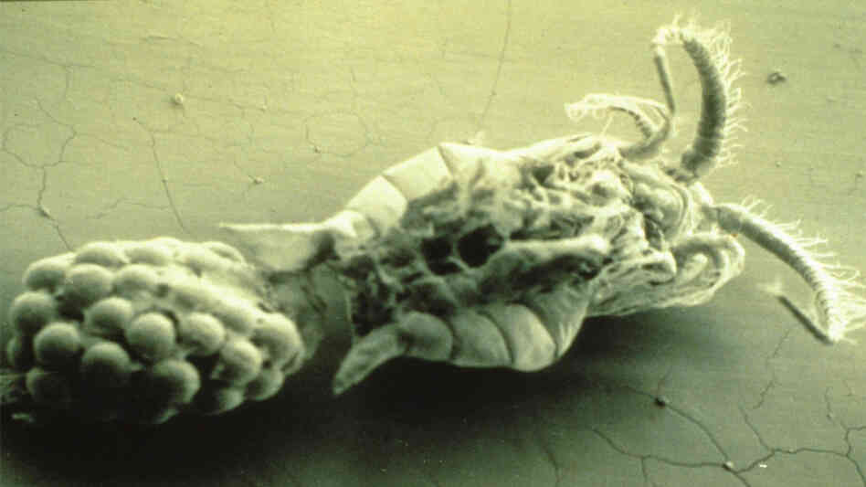 A closeup of Eurytemora, the copepod that serves as reservoir for the cholera bacterium. 